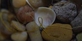 Macro