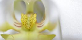 Macro