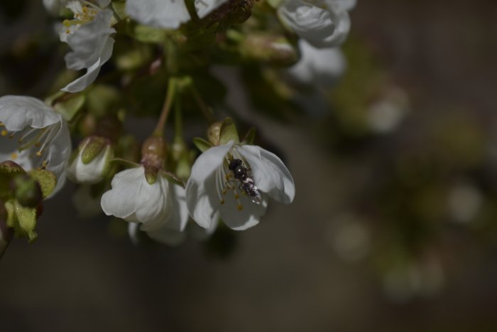 _DSC0068
