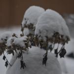 _DSC0049