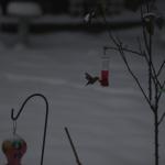 _DSC0061